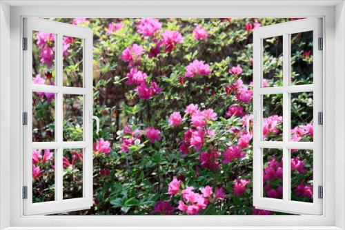 Fototapeta Naklejka Na Ścianę Okno 3D - 분홍색 철쭉꽃이 핀 아름다운 풍경