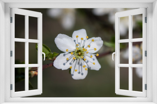 Fototapeta Naklejka Na Ścianę Okno 3D - Spring flowering cherry. White flower on a branch. Macro