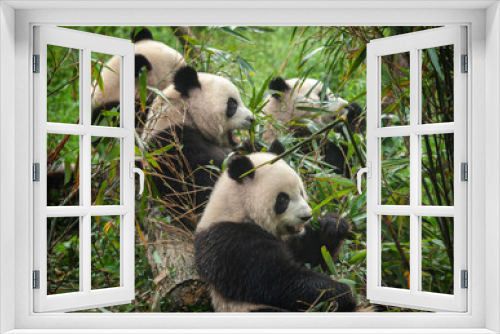 Fototapeta Naklejka Na Ścianę Okno 3D - Giant panda bears eating bamboo