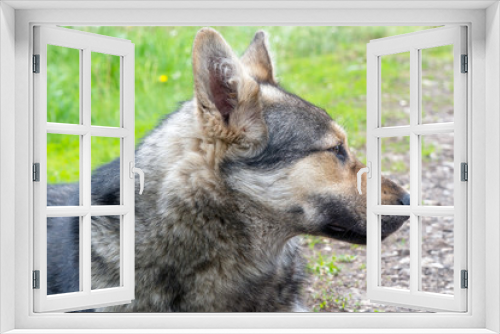 Fototapeta Naklejka Na Ścianę Okno 3D - Portrait of a dog like a shepherd