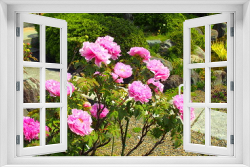 Fototapeta Naklejka Na Ścianę Okno 3D - 水辺に咲くピンクの牡丹