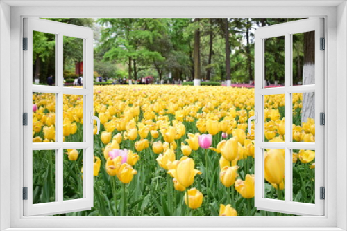 Fototapeta Naklejka Na Ścianę Okno 3D - most beautiful tulip in chiina