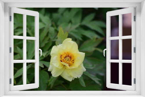Fototapeta Naklejka Na Ścianę Okno 3D - spring flower bloom