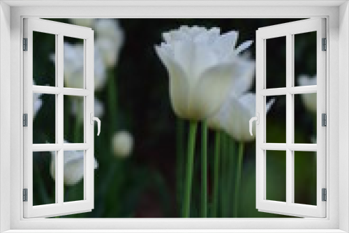 Fototapeta Naklejka Na Ścianę Okno 3D - white tulips in spring