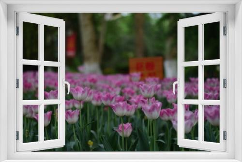 Fototapeta Naklejka Na Ścianę Okno 3D - pink tulips in spring