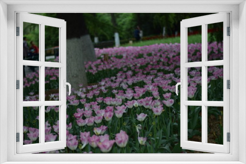 Fototapeta Naklejka Na Ścianę Okno 3D - pink tulips in spring