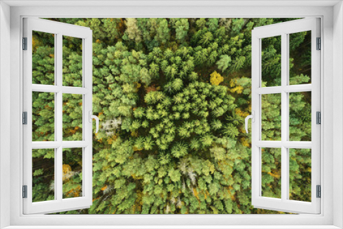 Fototapeta Naklejka Na Ścianę Okno 3D - Evergreen pine forest