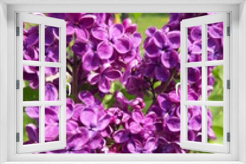Fototapeta Naklejka Na Ścianę Okno 3D - a branch with beautiful large lilac flowers