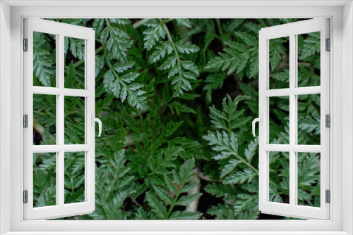 Fototapeta Naklejka Na Ścianę Okno 3D - green texture