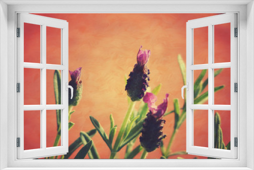 Fototapeta Naklejka Na Ścianę Okno 3D - lavender flower on an orange background in close-up