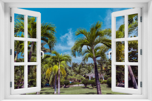 Fototapeta Naklejka Na Ścianę Okno 3D - Coconut tree