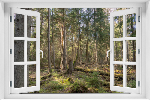Fototapeta Naklejka Na Ścianę Okno 3D - forest in spring time
