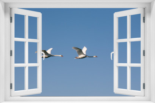Fototapeta Naklejka Na Ścianę Okno 3D - Two swans in flight