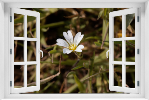 Fototapeta Naklejka Na Ścianę Okno 3D - Flower of a field mouse-ear, Cerastium arvense.