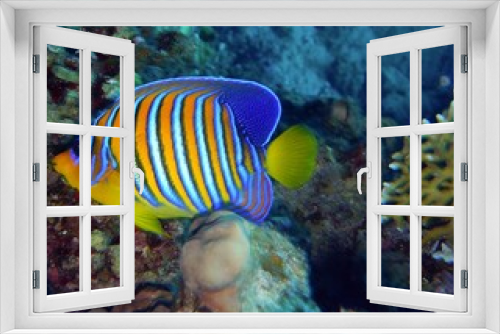 Fototapeta Naklejka Na Ścianę Okno 3D - Coral reef ecosystem