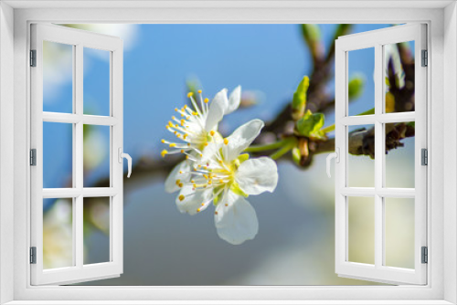 Fototapeta Naklejka Na Ścianę Okno 3D - Fruit tree blossom, white tender flowers in spring on blue sky, selective focus, seasonal nature flora