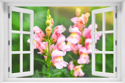 Fototapeta Naklejka Na Ścianę Okno 3D - Snapdragons. Snapdragon pink flowers in the garden. Spring and summer background. Vertical photo