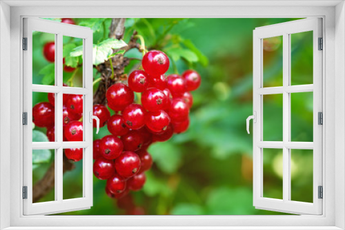 Fototapeta Naklejka Na Ścianę Okno 3D - Red currant. A bunch of red currants in the shape of a heart on a currant Bush. Summer harvest background. Valentine's day
