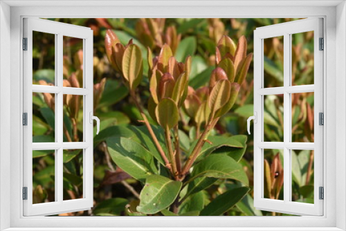 Fototapeta Naklejka Na Ścianę Okno 3D - Rhaphiolepis umbellata sprouts / Seaside plants of Rosaceae evergreen shrubs.