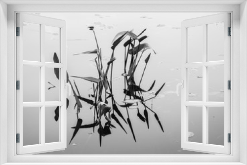 Fototapeta Naklejka Na Ścianę Okno 3D - Waterlily