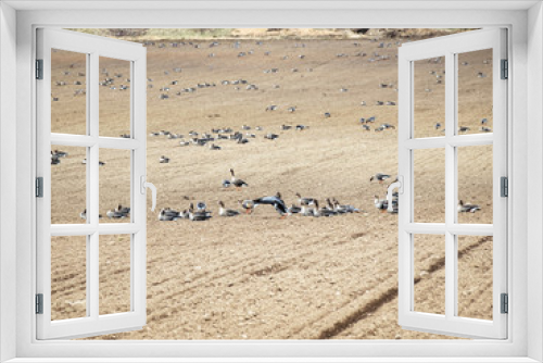 Fototapeta Naklejka Na Ścianę Okno 3D - Agricultural field as place of stop-overs, geese make long stops in process of migration to replenish energy resources