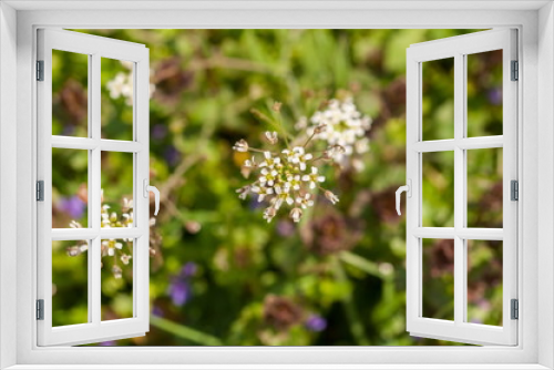 Fototapeta Naklejka Na Ścianę Okno 3D - Beautiful flowers blooming in garden.Background texture