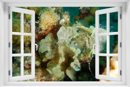Fototapeta Naklejka Na Ścianę Okno 3D - macroalgae, seaweeds, 