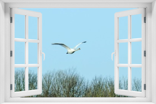 Fototapeta Naklejka Na Ścianę Okno 3D - Schwan im Flug