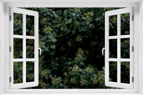 Fototapeta Naklejka Na Ścianę Okno 3D - Green background of relaxing trees