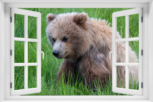 Fototapeta Naklejka Na Ścianę Okno 3D - Coastal Brown Bear (Ursus arctos) in Lake Clark National Park, Alaska