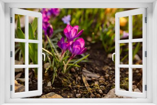 Fototapeta Naklejka Na Ścianę Okno 3D - Bright pink spring crocus flowers in the garden
