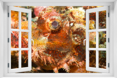 Fototapeta Naklejka Na Ścianę Okno 3D - Peces exóticos de colores y formas extrañas en el fondo del mar, fotografía submarina, 