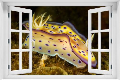 Fototapeta Naklejka Na Ścianę Okno 3D - Peces exoticos de colores en el fondo del mar
