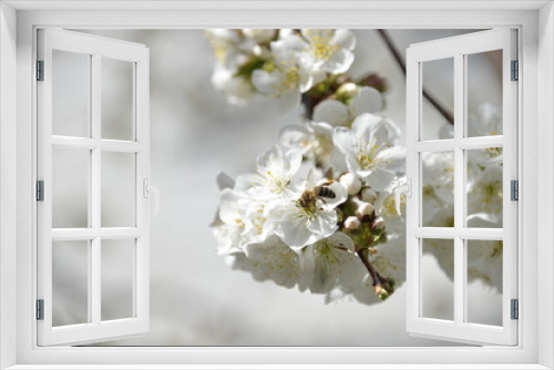 Fototapeta Naklejka Na Ścianę Okno 3D - small white flowers bloom in spring on a cherry tree