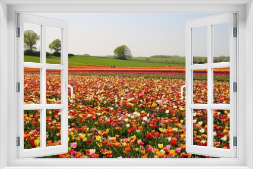 Fototapeta Naklejka Na Ścianę Okno 3D - View on field with countless colorful  tulips of german cultivation farm, Grevenbroich, Germany