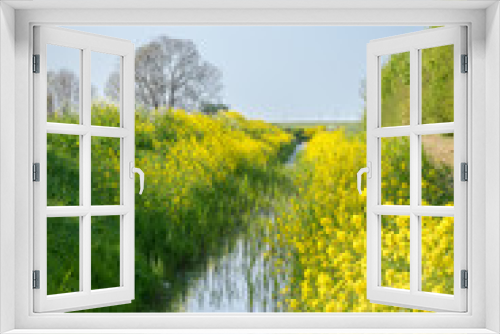 Fototapeta Naklejka Na Ścianę Okno 3D - Beautiful landscape image of rapeseed growing along a ditch filled with water in the Dutch countryside