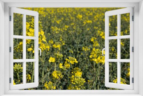 Fototapeta Naklejka Na Ścianę Okno 3D - rapeseed bloomed, a whole field of yellow rape