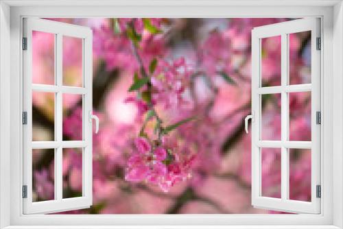 Fototapeta Naklejka Na Ścianę Okno 3D - Kirschblüte Frühling