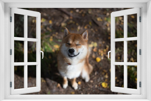 Fototapeta Naklejka Na Ścianę Okno 3D - Cute smilling Shiba Inu Dog in the grass