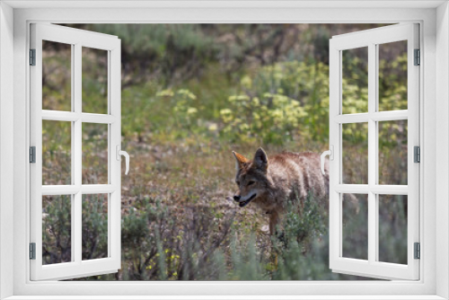 Fototapeta Naklejka Na Ścianę Okno 3D - Coyote Walking in a Field