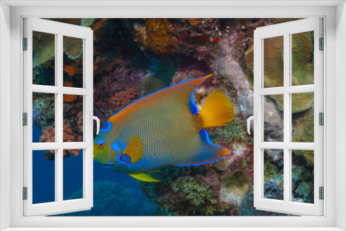 Fototapeta Naklejka Na Ścianę Okno 3D - Caribbean coral garden