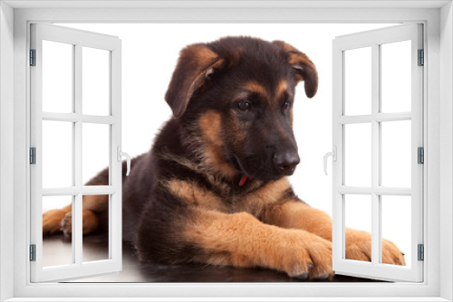 Fototapeta Naklejka Na Ścianę Okno 3D - German Shepherd dog