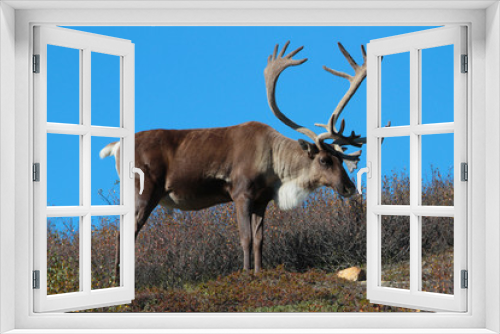 Fototapeta Naklejka Na Ścianę Okno 3D - Caribou with Antlers on Tundra in Alaska with Blue Sky