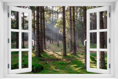 Fototapeta Naklejka Na Ścianę Okno 3D - 
FOREST IN THE CZECH REPUBLIC WHEN SUNSET IN THE SPRING. LIGHT THROUGH BETWEEN TREES