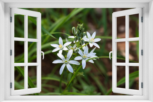 Fototapeta Naklejka Na Ścianę Okno 3D - white flowers in the garden. Ornithogalum magnum