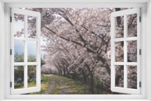 Fototapeta Naklejka Na Ścianę Okno 3D - 満開の桜並木と農道