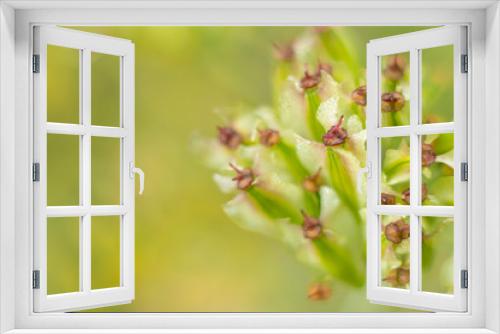 Fototapeta Naklejka Na Ścianę Okno 3D - Flores de campo con fondo neutro desenfocado.