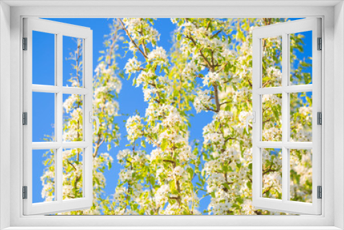 Fototapeta Naklejka Na Ścianę Okno 3D - White flowers of cherry blossoms on sunny spring day. Blooming sakura tree on sky background in garden or park. Cherry blossom.