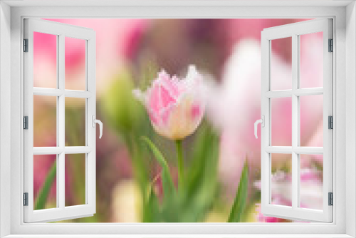 Fototapeta Naklejka Na Ścianę Okno 3D - チューリップの咲く花壇