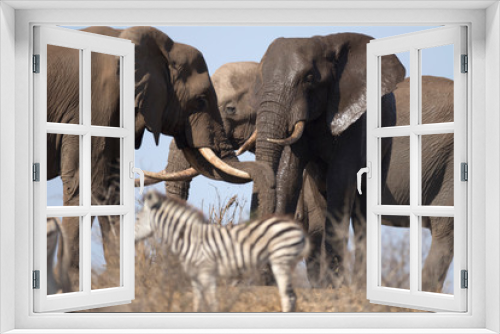 Fototapeta Naklejka Na Ścianę Okno 3D - Mature elephant bull free in african landscape